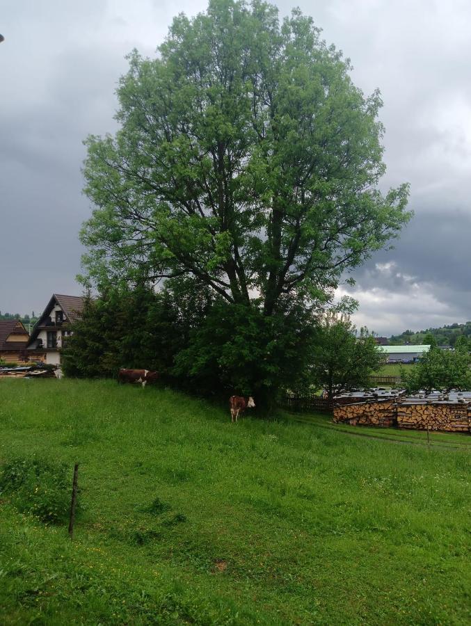 Apartament Skorusinka W Poblizu Chocholowskich Term Witów Εξωτερικό φωτογραφία